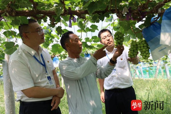 好多牛 普惠金融贷动田间丰收 徐州农商银行深耕地方与乡村共赴振兴路